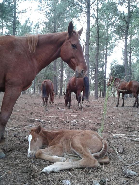 Hostel Residential Horse Club Costa Brava Santa Cristina d'Aro Exterior foto